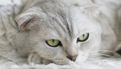 拉波尔塔与莱万沙特之旅亲密会见全球巴萨球迷|巴塞罗那|罗伯特·莱万多夫斯基|马西普|恩里克|西班牙皇家足球协会_新浪体育_新浪新闻